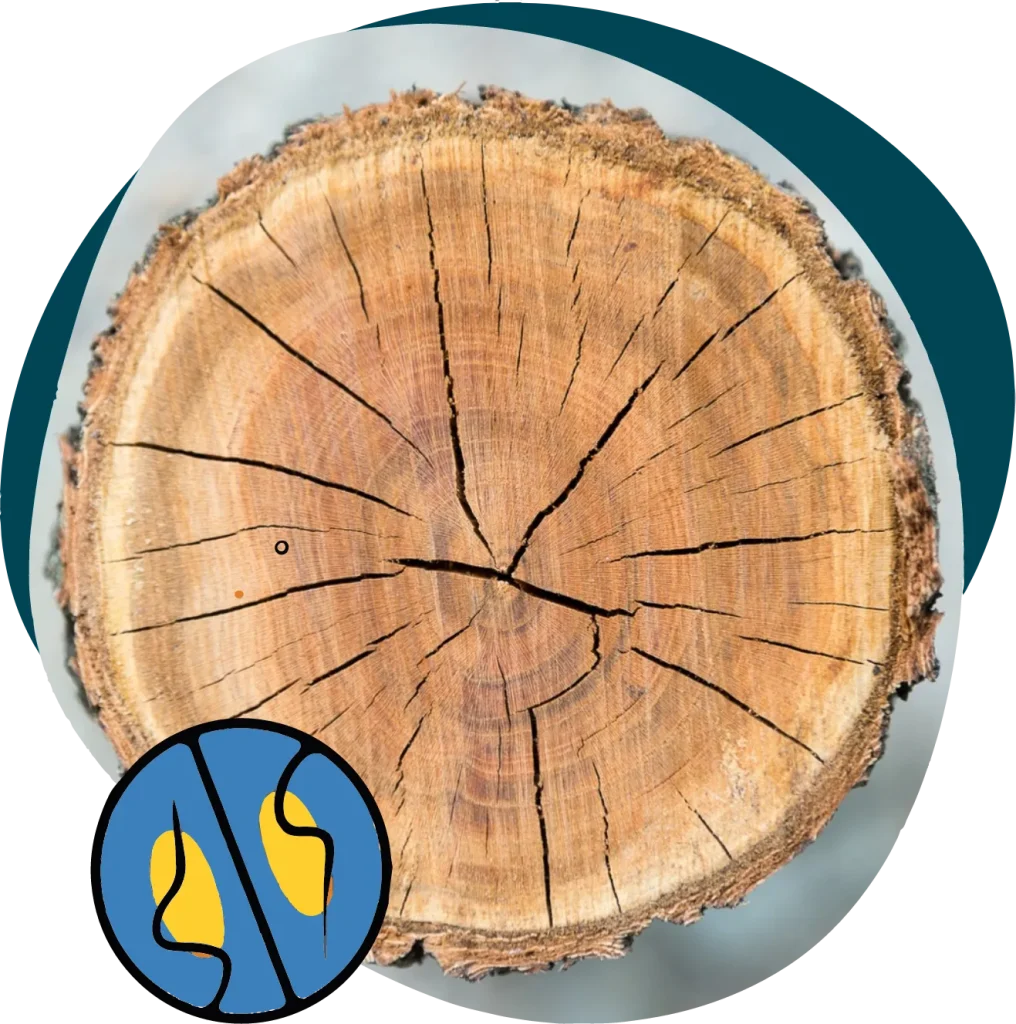 tree rings